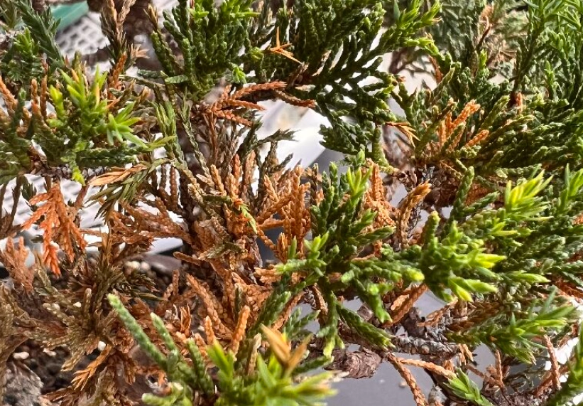 真柏養護日照需求 真柏養護日照需求