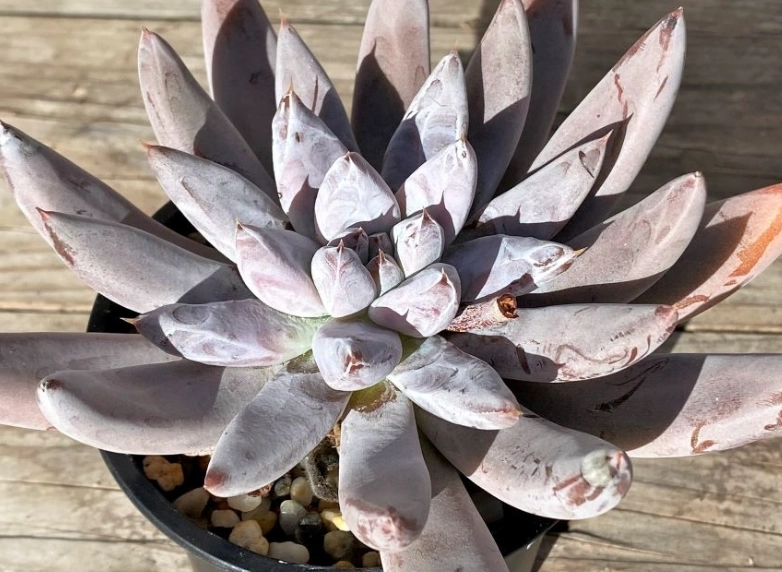 多肉植物石蓮花