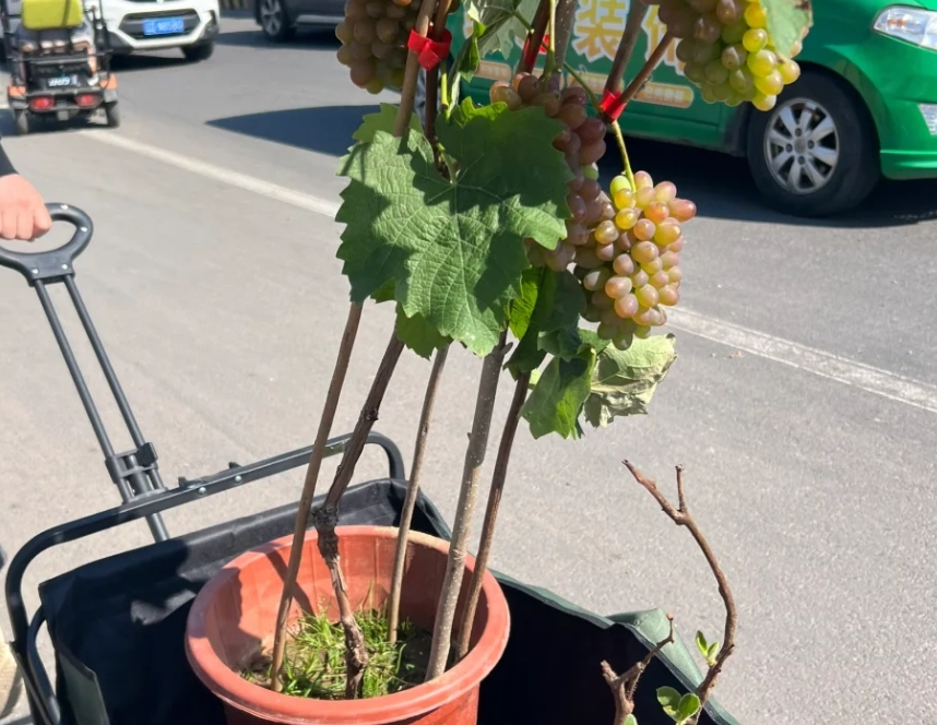 葡萄樹盆栽種植