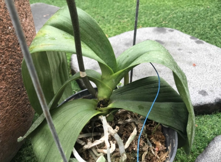 蘭花葉子變軟處理 蘭花葉子變軟處理