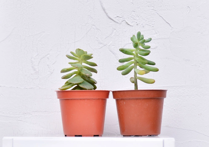 石蓮花徒長原因 石蓮花徒長原因