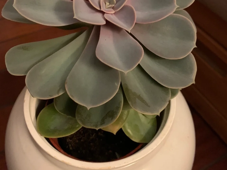 石蓮花徒長處理 石蓮花徒長處理