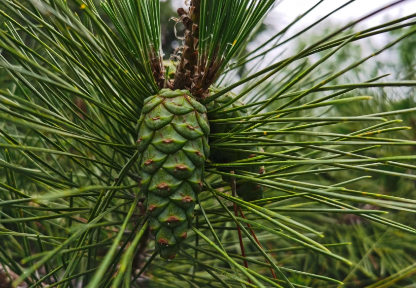 台灣松樹 台灣松樹