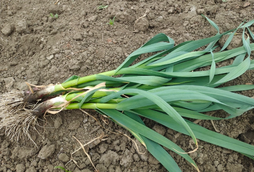 蒜苗怎麼吃 蒜苗怎麼吃