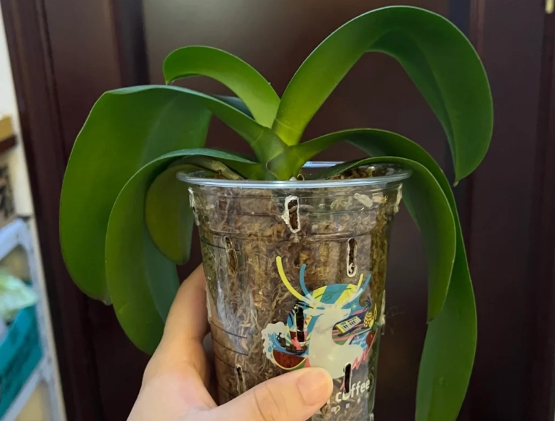 蝴蝶蘭葉子下垂原因 蝴蝶蘭葉子下垂原因