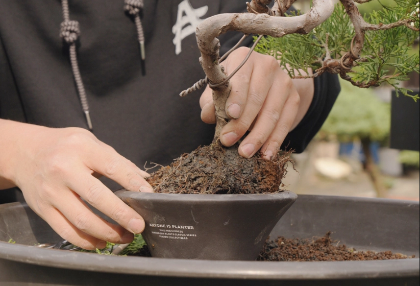 真柏換盆後照顧 真柏換盆後照顧