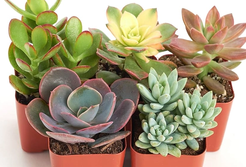 多肉植物種類 多肉植物種類