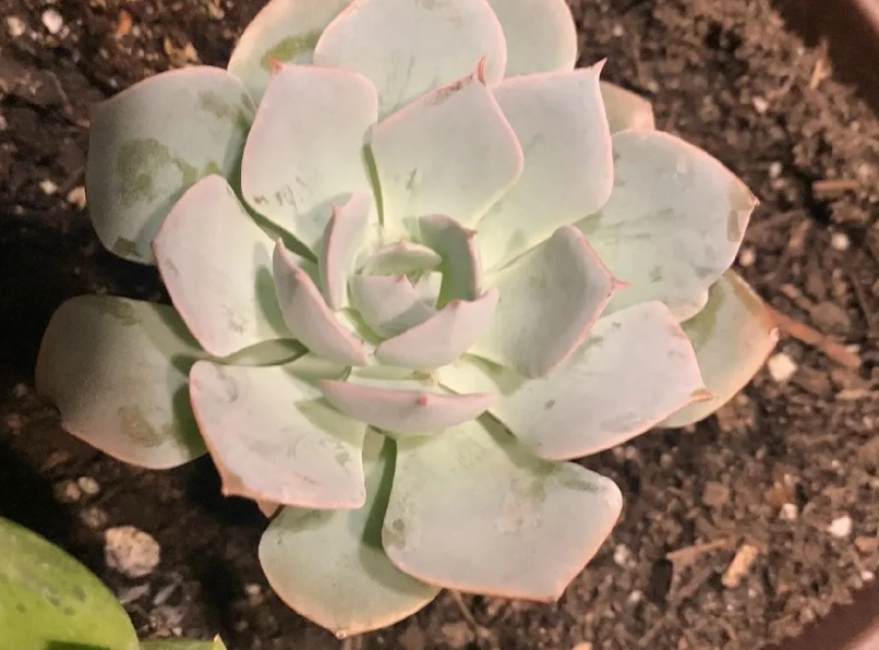 石蓮花室內照顧