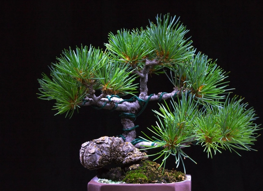 五葉松盆栽