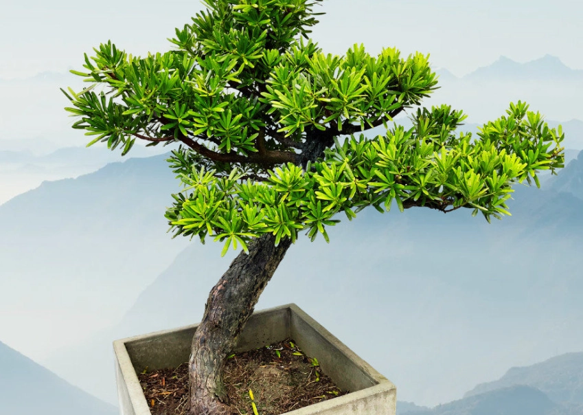 松樹盆景造型