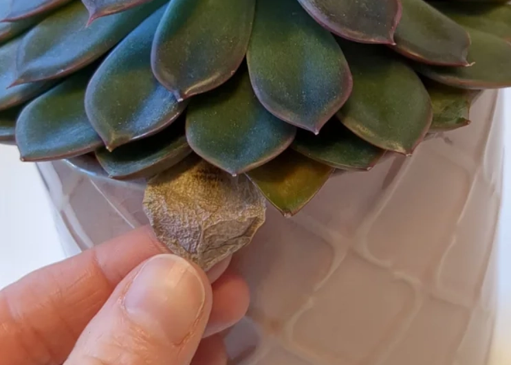 石蓮花枯萎原因 石蓮花枯萎原因