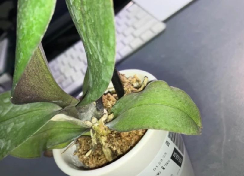 蝴蝶蘭葉子皺皺原因