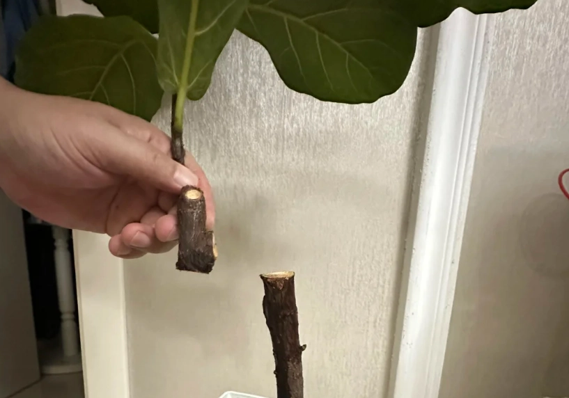 琴葉榕怎麼剪枝 琴葉榕怎麼剪枝