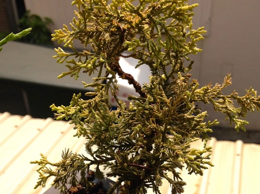 真柏黃葉原因 真柏黃葉原因