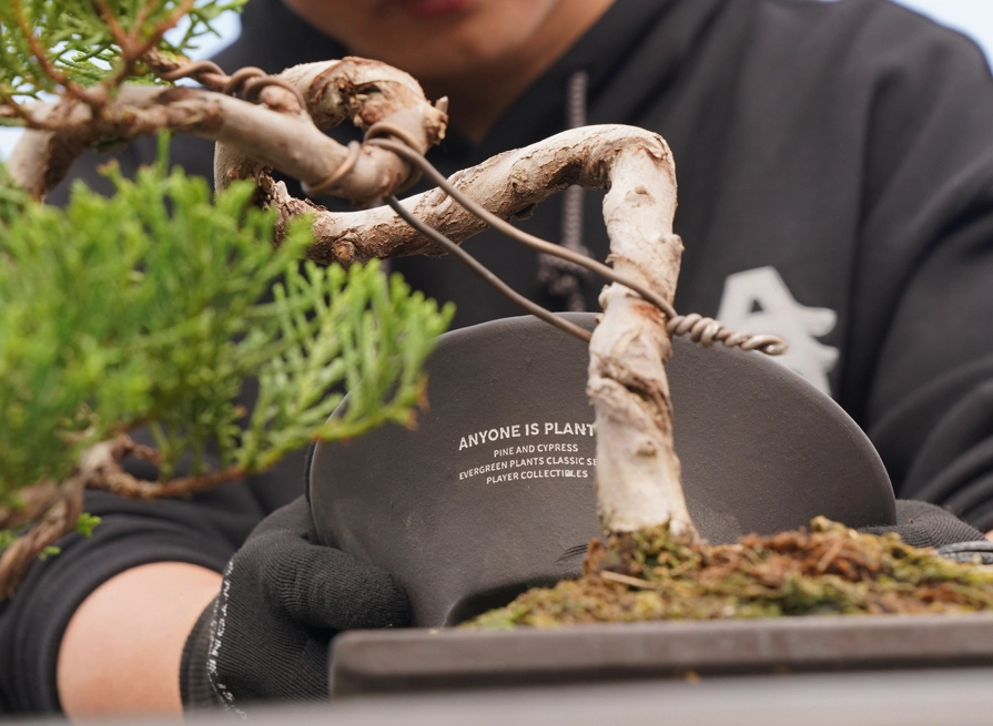 真柏換盆方法 真柏換盆方法