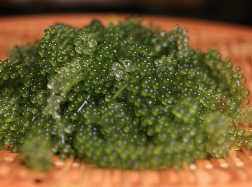 海葡萄營養價值 海葡萄營養價值