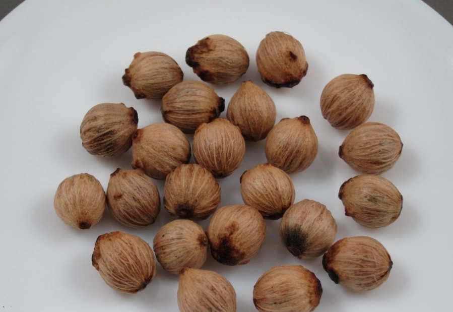 海葡萄種子購買 海葡萄種子購買