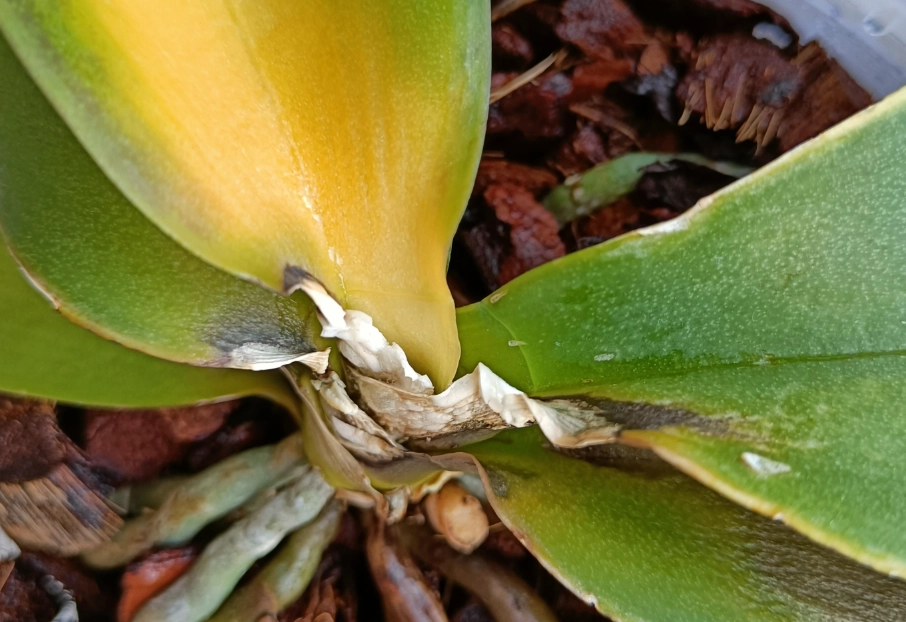 蝴蝶蘭黃葉治療方法