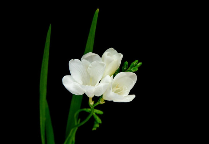 白色小蒼蘭 種植