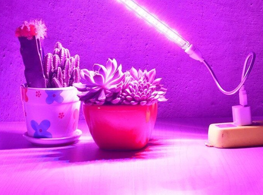 多肉植物人工光源 多肉植物人工光源