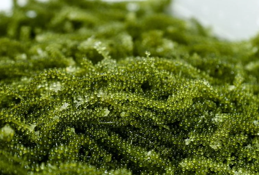 海葡萄寵物零食 海葡萄寵物零食