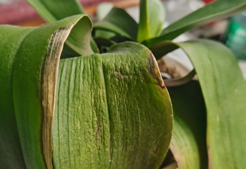 蝴蝶蘭葉子下垂處理 蝴蝶蘭葉子下垂處理