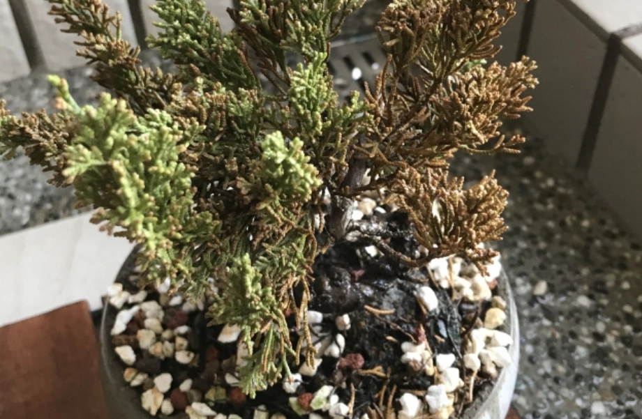 真柏黃葉原因 真柏黃葉原因