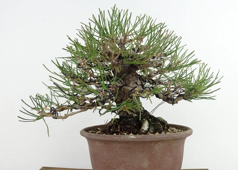 五葉松盆栽