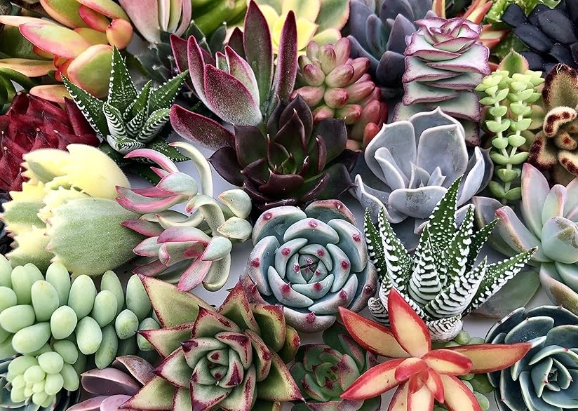 多肉植物養護 多肉植物養護