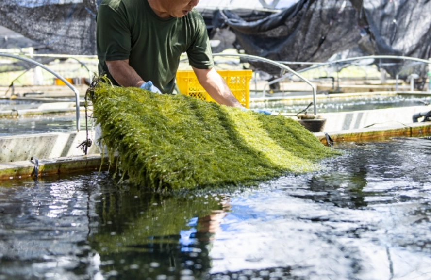 海葡萄種植環境 海葡萄種植環境