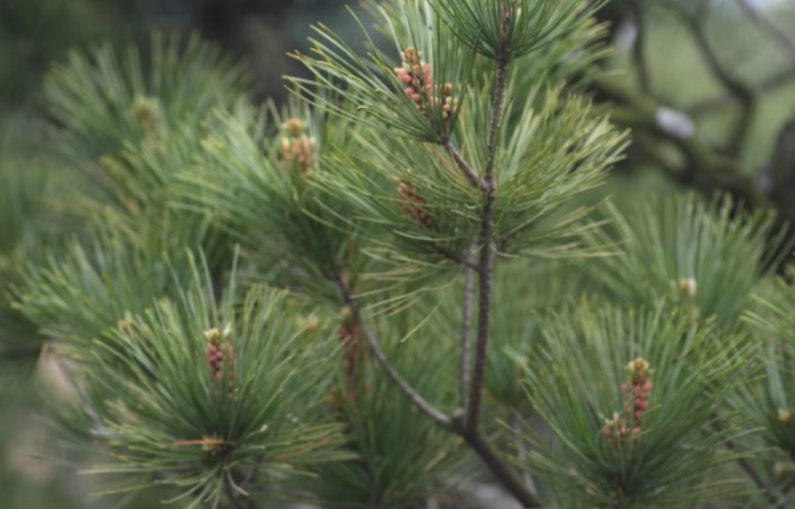 松樹種類 松樹種類