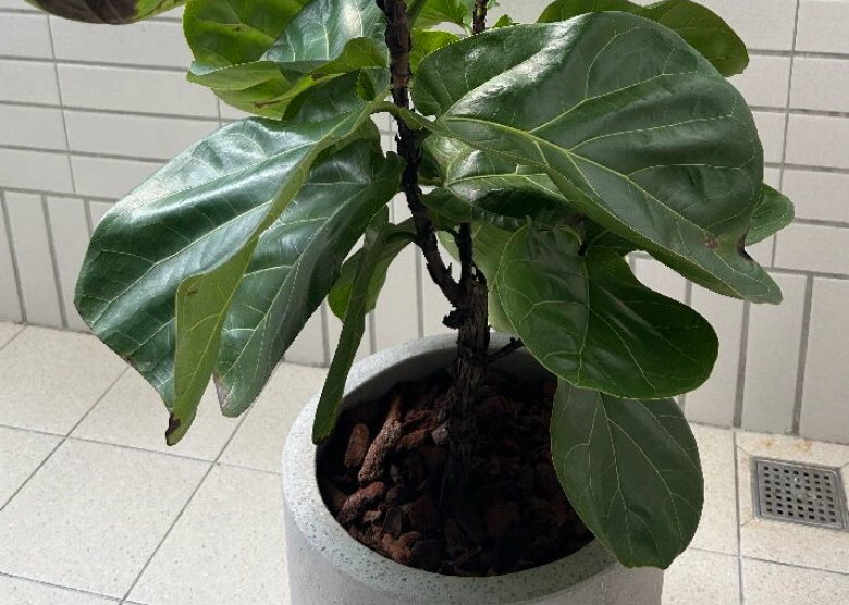 琴葉榕木質化原因 琴葉榕木質化原因