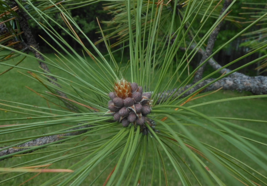 松樹辨識 松樹辨識