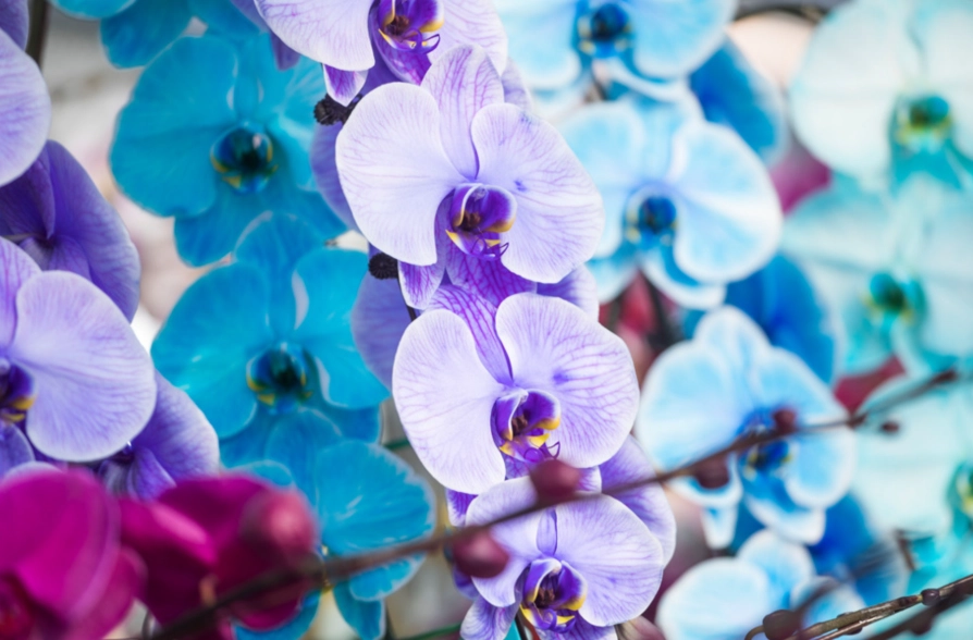 蘭花色系含義 蘭花色系含義