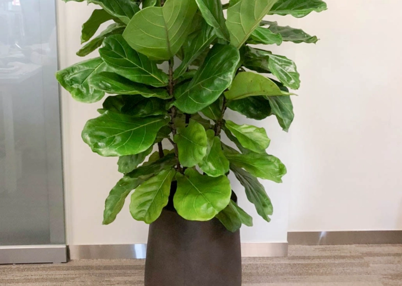 琴葉榕木質化原因 琴葉榕木質化原因