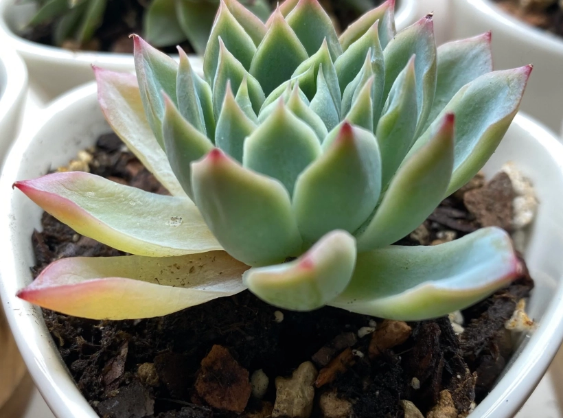 石蓮花澆水頻率