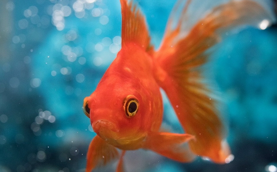 金魚風水