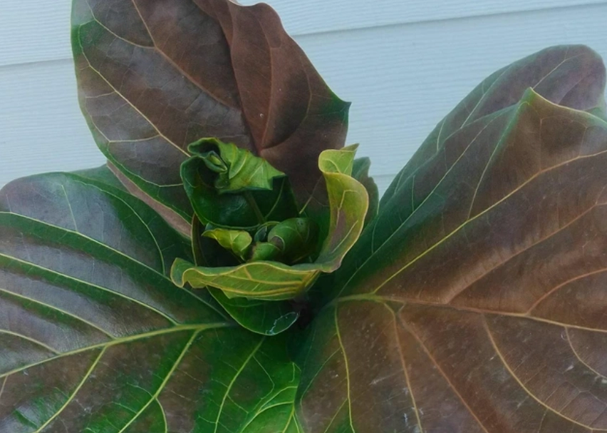 琴葉榕曬傷處理