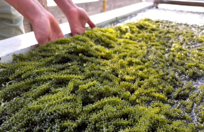 海葡萄寵物零食 海葡萄寵物零食