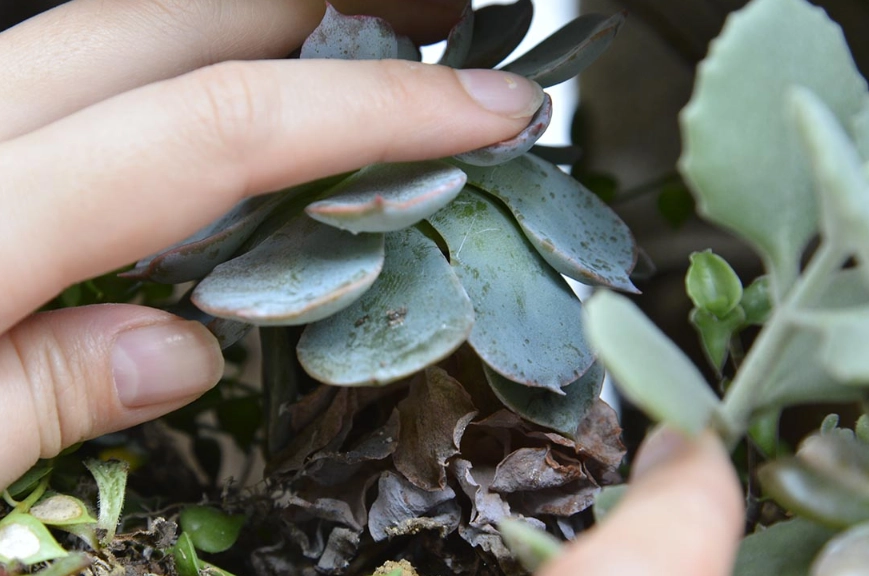 石蓮花枯萎原因 石蓮花枯萎原因