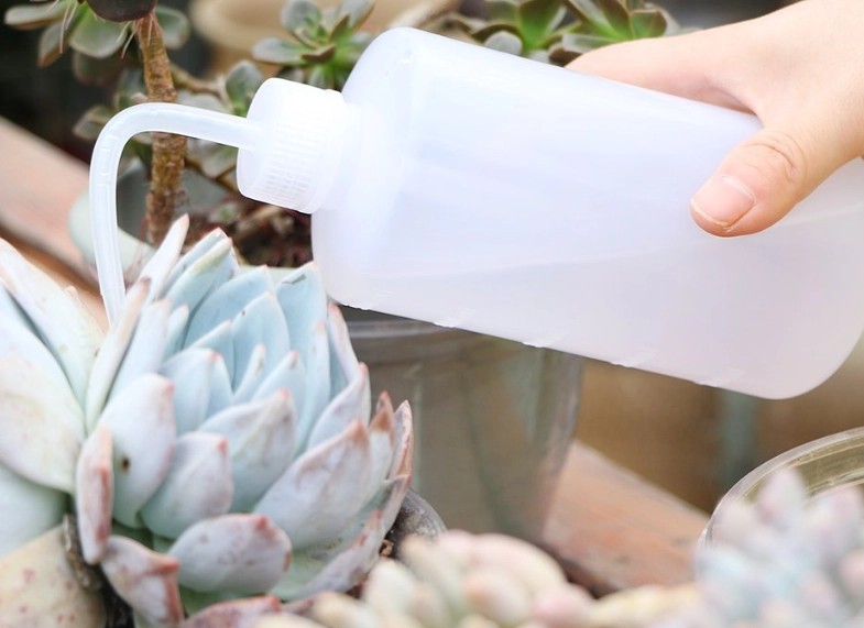 多肉澆水方法 多肉澆水方法