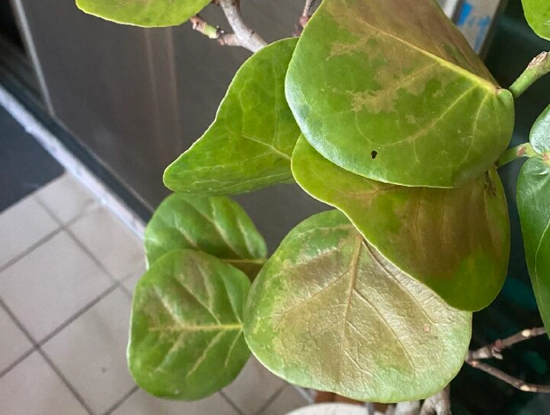 海葡萄葉子捲曲原因 海葡萄葉子捲曲原因