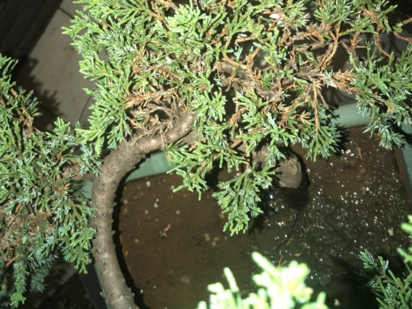 真柏澆水過多 真柏澆水過多