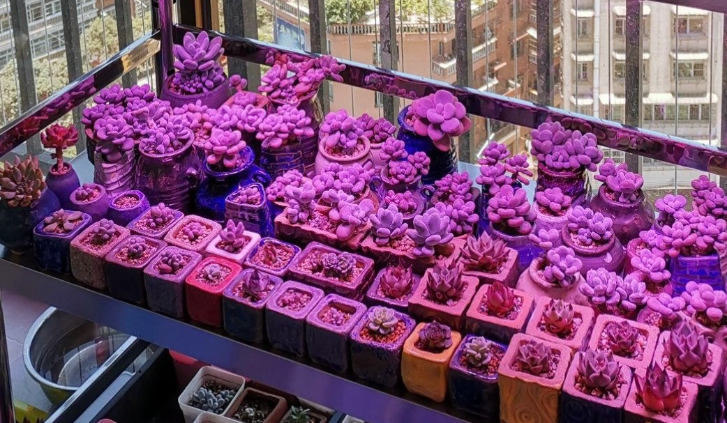 多肉植物人工光源 多肉植物人工光源