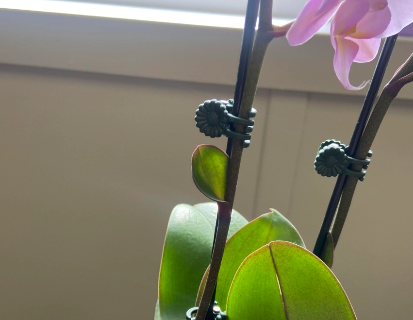 蝴蝶蘭花梗養護