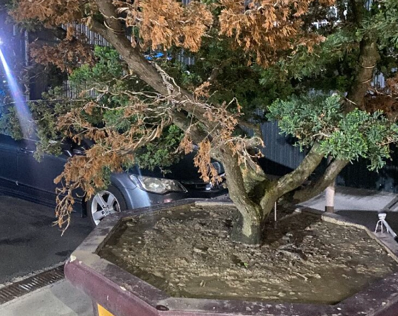 真柏澆水過多 真柏澆水過多