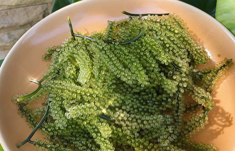 海葡萄口感 海葡萄口感