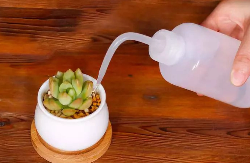 多肉植物照顧 多肉植物照顧