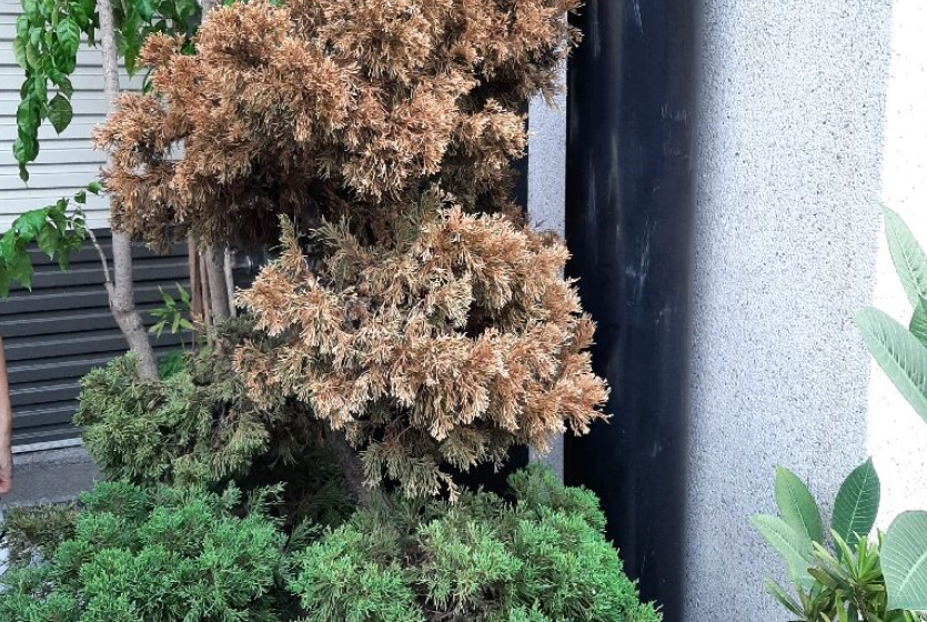 真柏葉子變黃原因