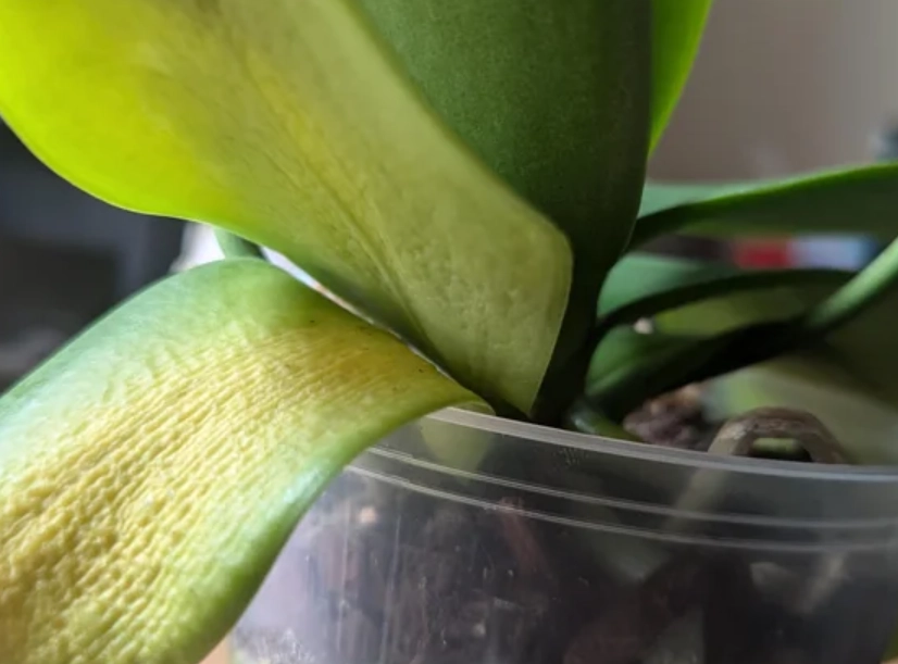 蘭花葉子黃化處理